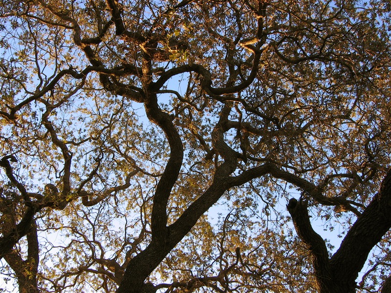 Quercus lobata (Valley Oak)