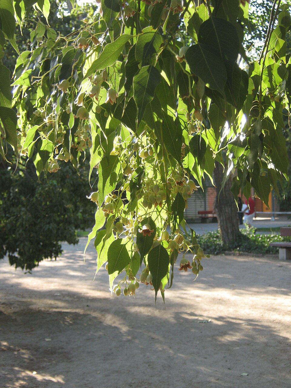 Brachychiton populneus (kurrajong) (alternate view 7)