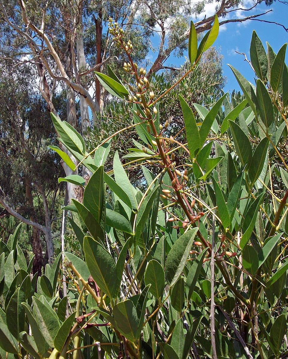 Erythrina crista-galli (Cockspur coral tree) (alternate view 9)