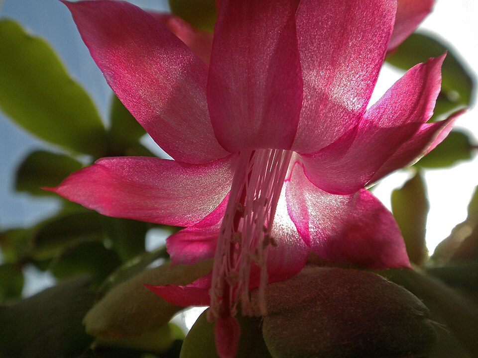 Schlumbergera (Christmas cacti)