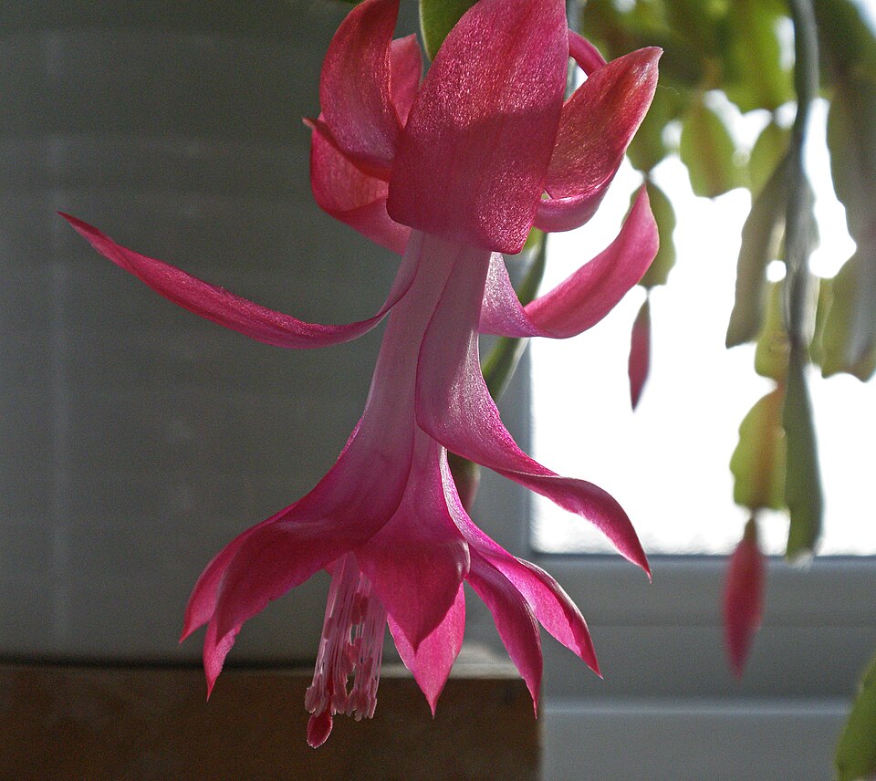 Schlumbergera (Christmas cacti) (alternate view 2)