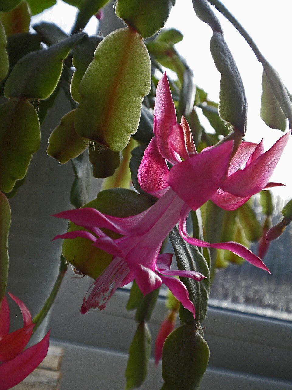 Schlumbergera (Christmas cacti) (alternate view 3)