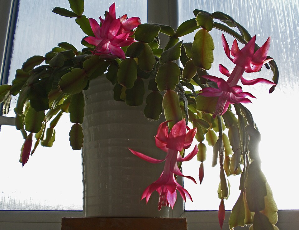 Schlumbergera (Christmas cacti) (alternate view 4)