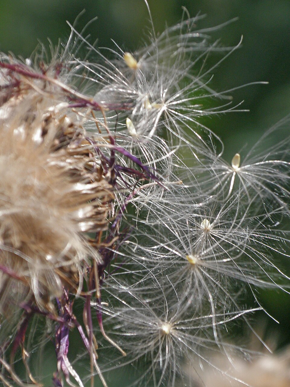 Cirsium (Plume Thistles) (alternate view 7)