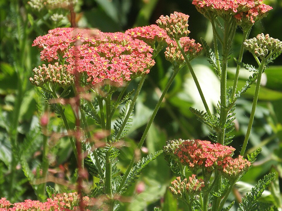 Achillea (yarrows) (alternate view 6)