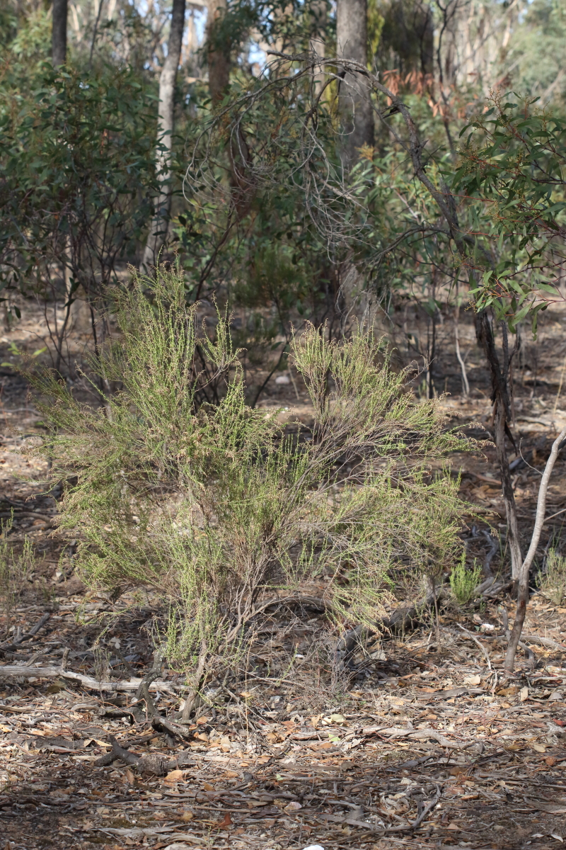 Cassinia sifton (Sifton Bush) (alternate view 6)