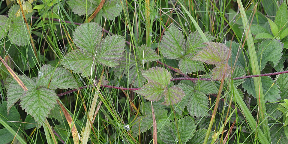 Rubus pubescens (dwarf raspberry) (alternate view 8)