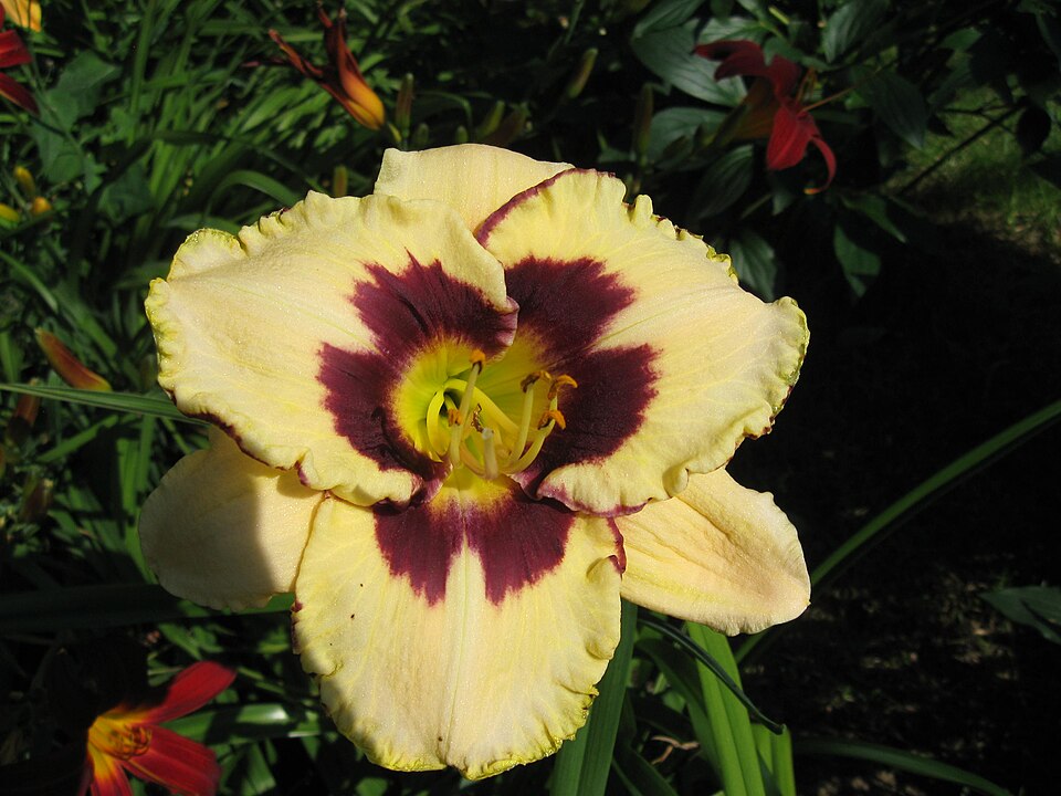 Hemerocallis 'Canadian Border Patrol' (Canadian Border Patrol Daylily)