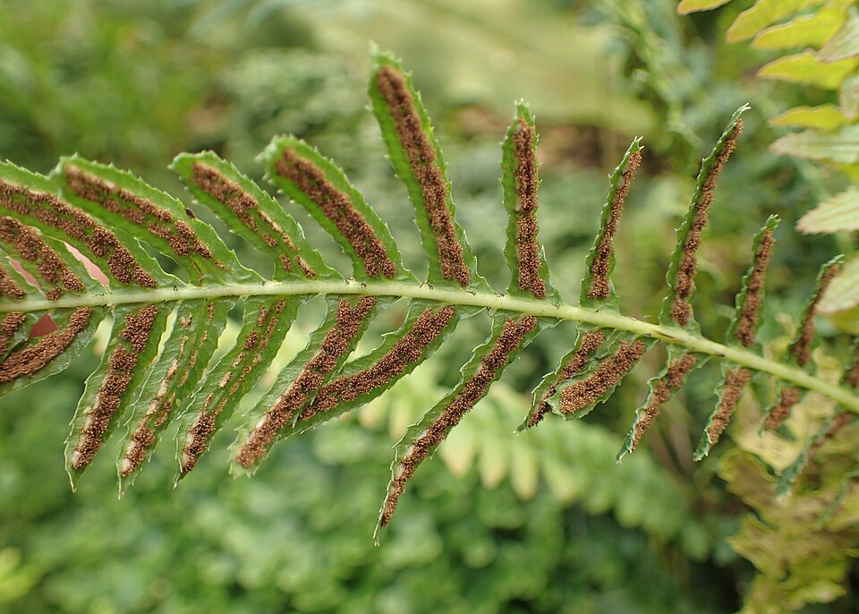 Doodia caudata (Small Rasp Fern) (alternate view 7)