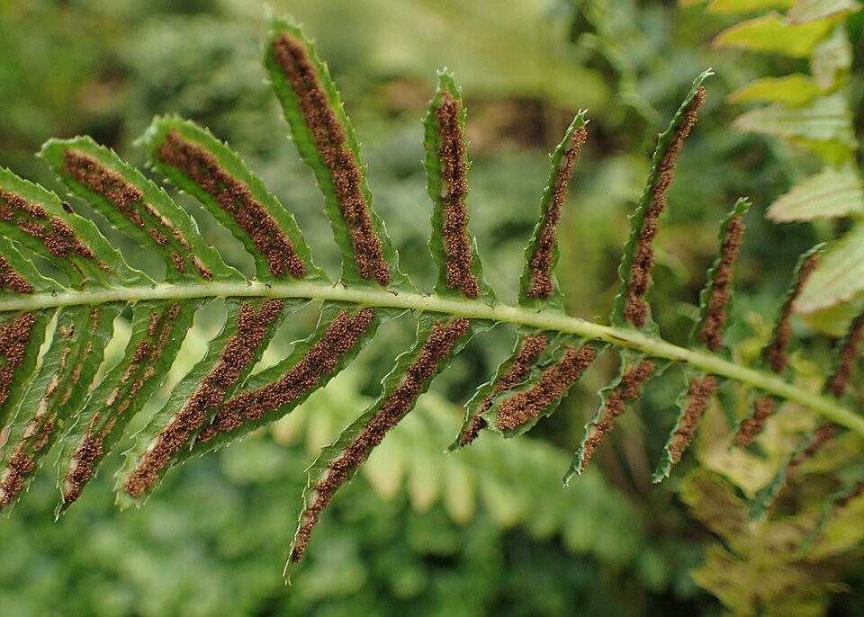 Doodia caudata (Small Rasp Fern) (alternate view 8)