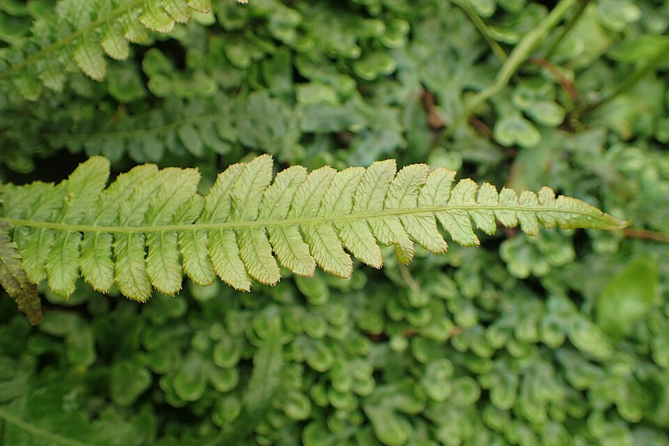Doodia caudata (Small Rasp Fern) (alternate view 9)