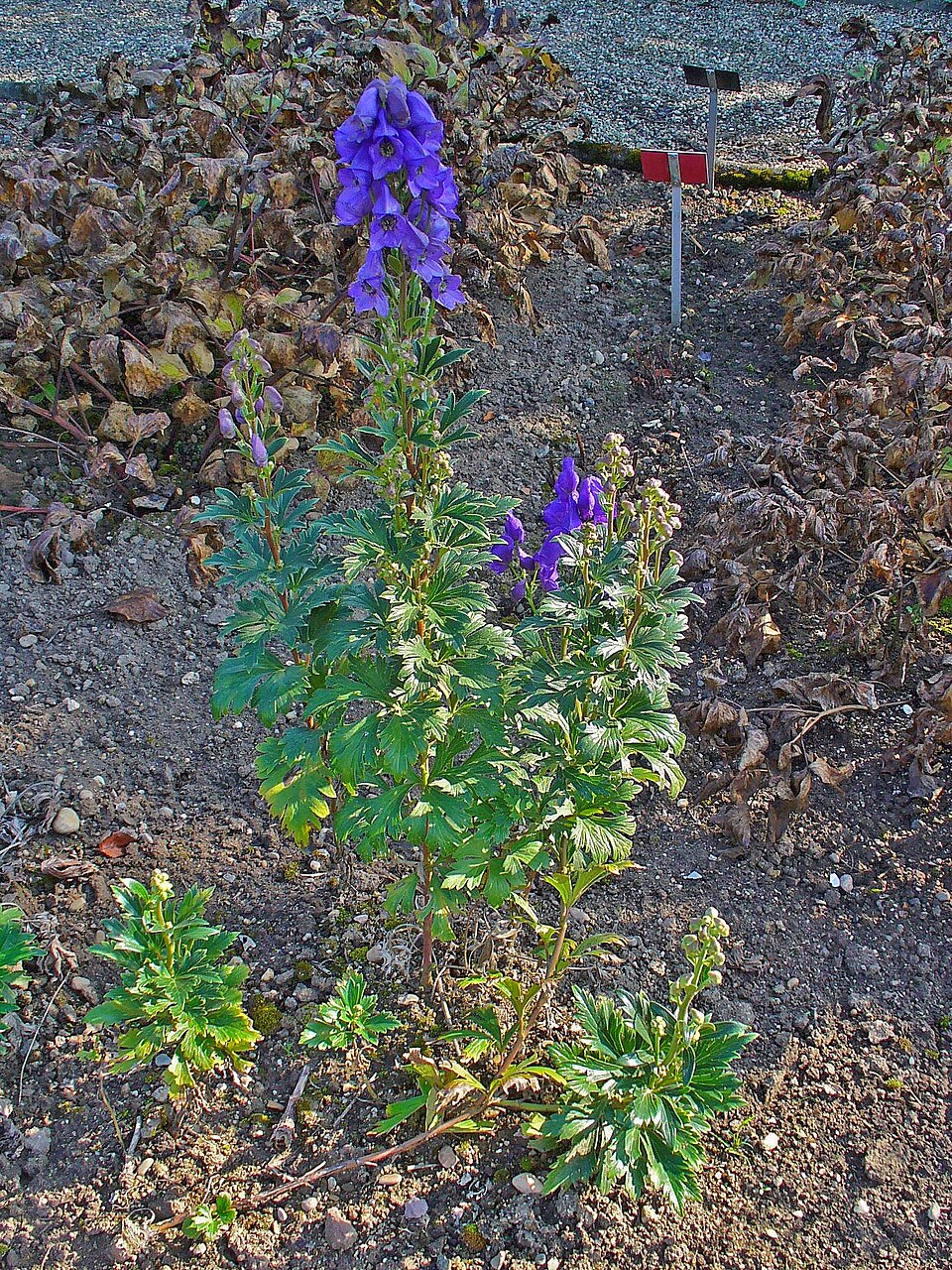 Aconitum carmichaelii (Azure Monkshood) (alternate view 9)