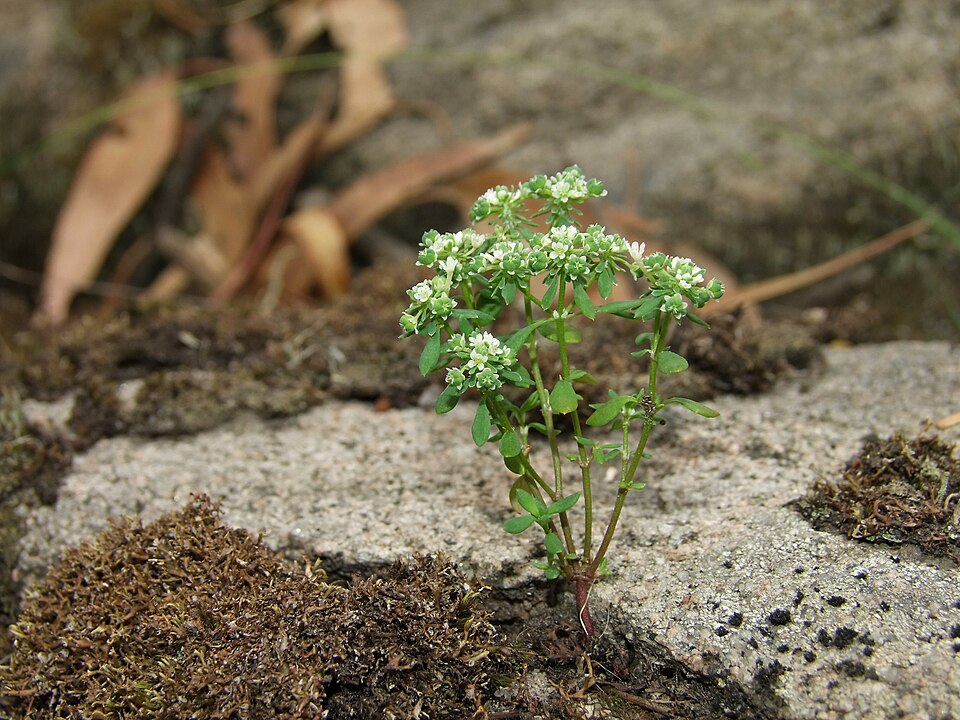 Poranthera microphylla (Small Poranthera)