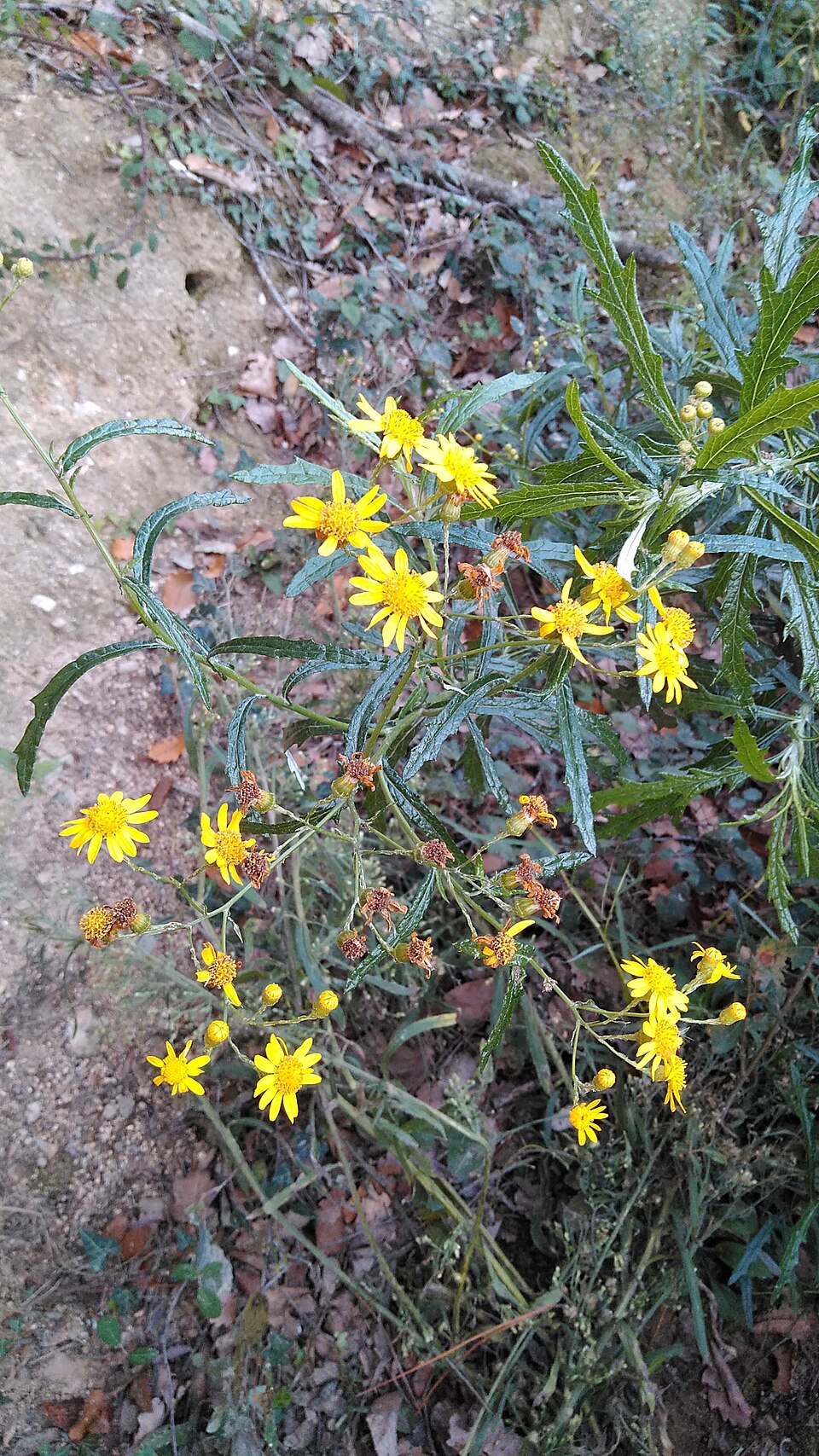Senecio pterophorus (Shoddy Ragwort) (alternate view 7)