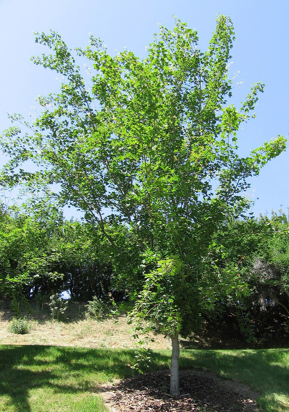 Acer truncatum (Shantung Maple) (alternate view 5)