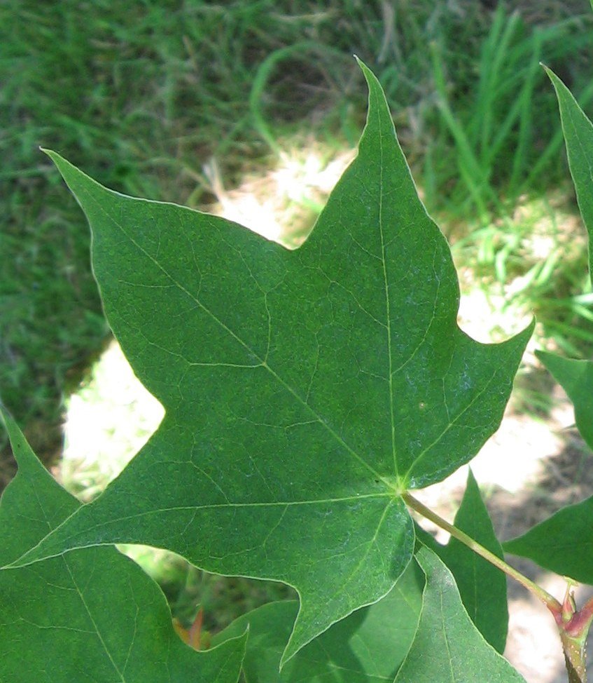 Acer truncatum (Shantung Maple) (alternate view 6)