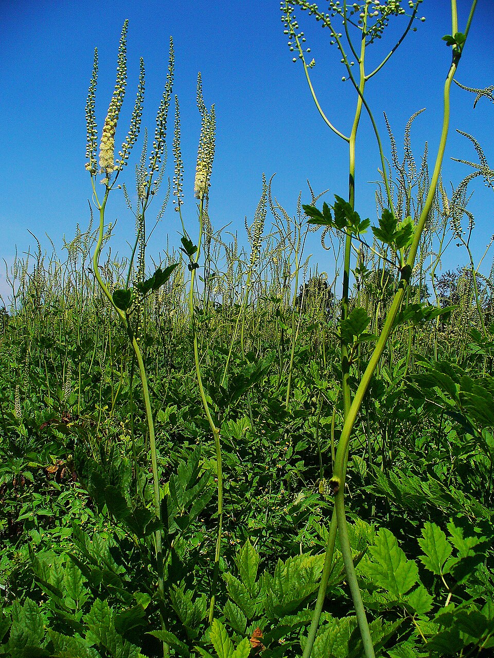 Actaea racemosa (Black Cohosh) (alternate view 6)