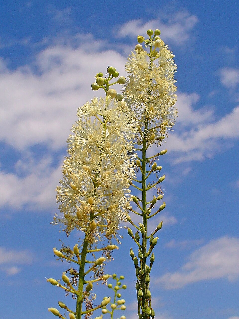 Actaea racemosa (Black Cohosh) (alternate view 7)
