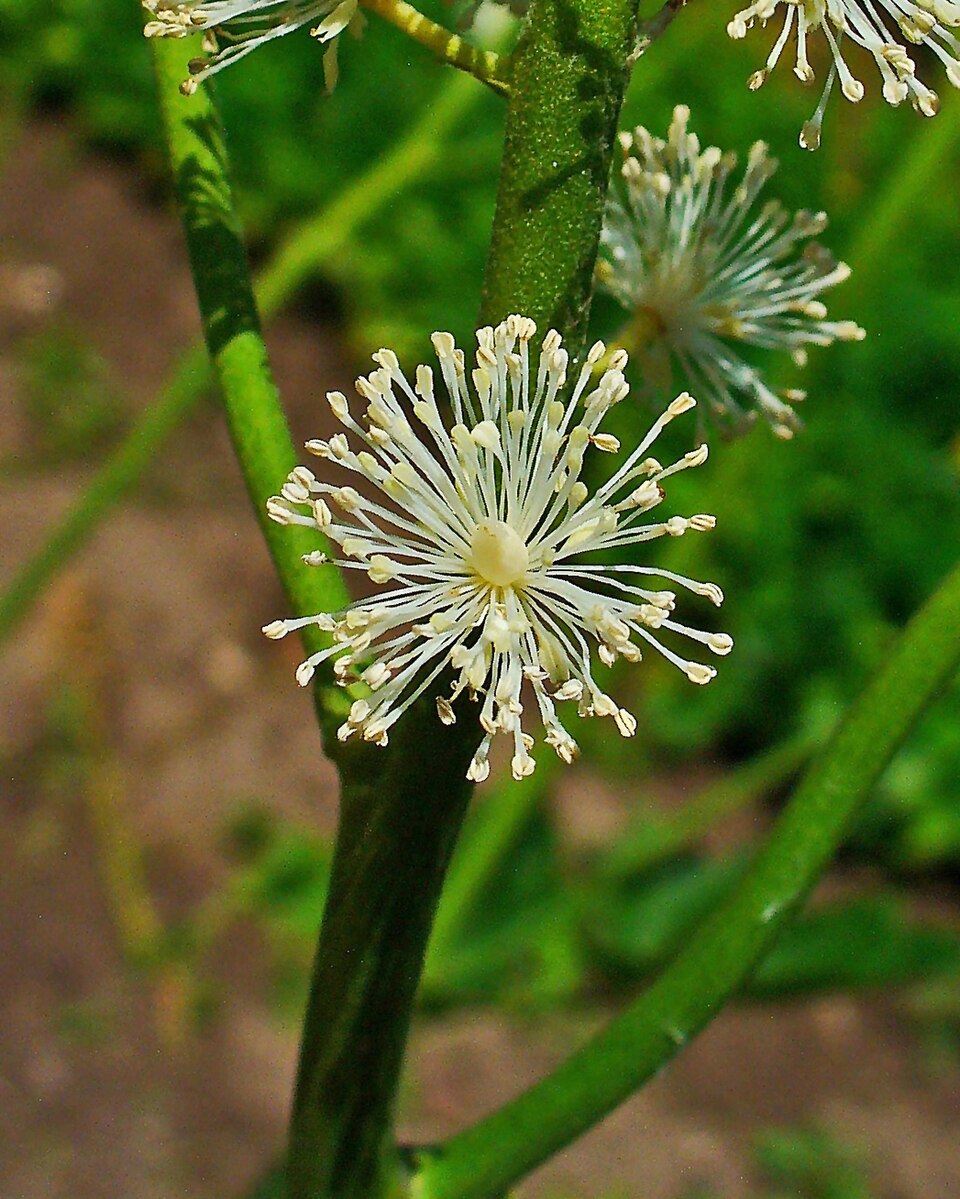 Actaea racemosa (Black Cohosh) (alternate view 8)