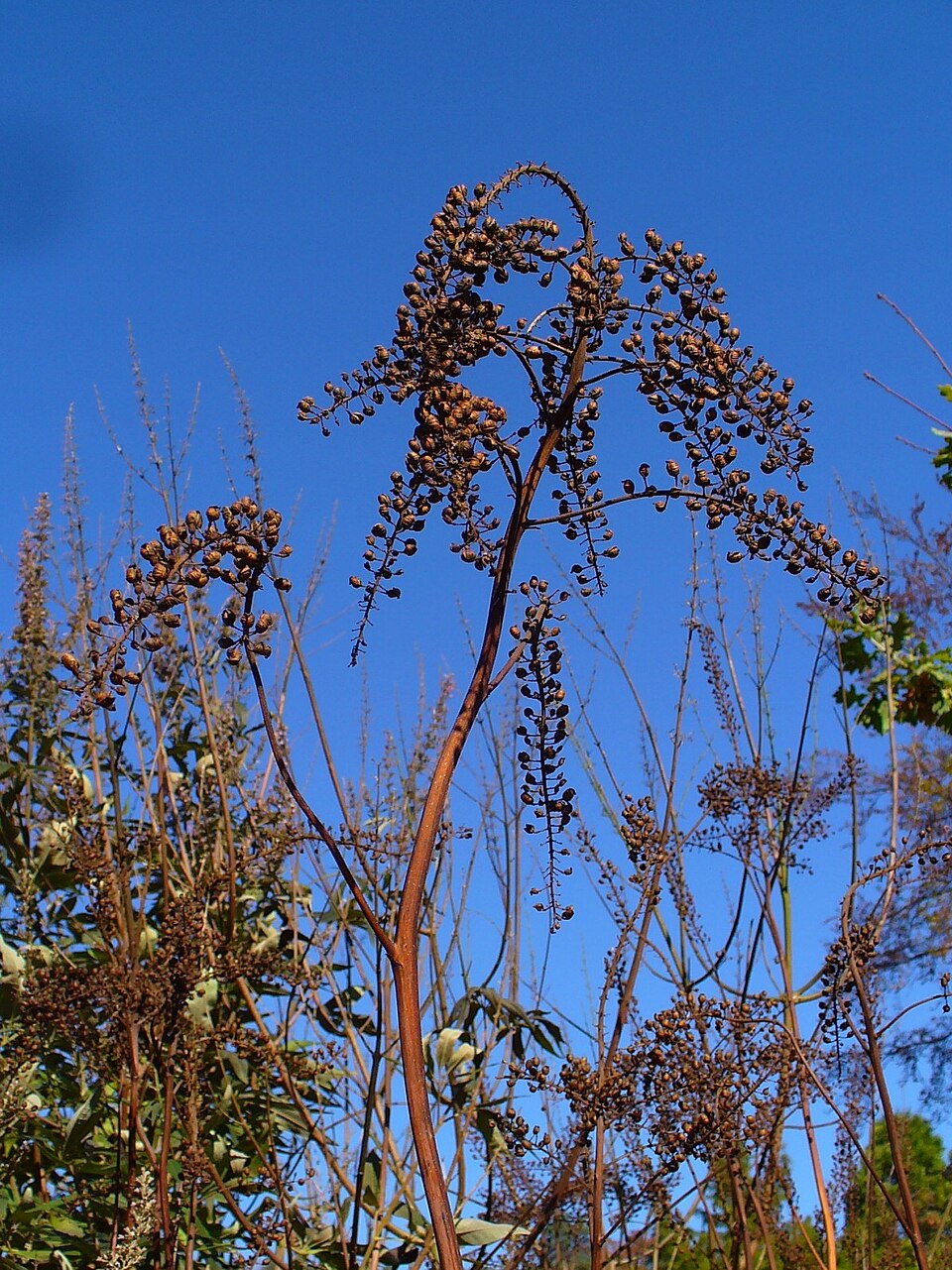 Actaea racemosa (Black Cohosh) (alternate view 9)