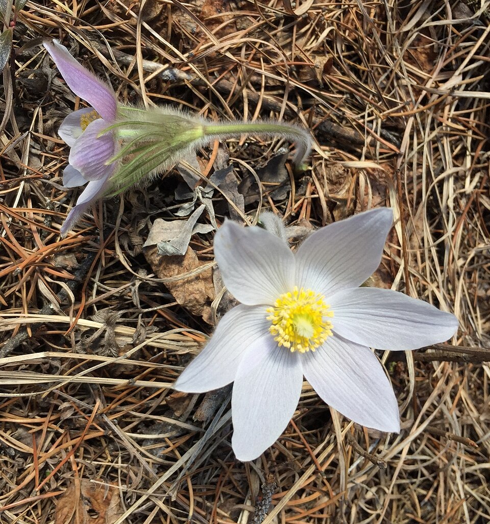 Pulsatilla nuttalliana (prairie pasqueflower)