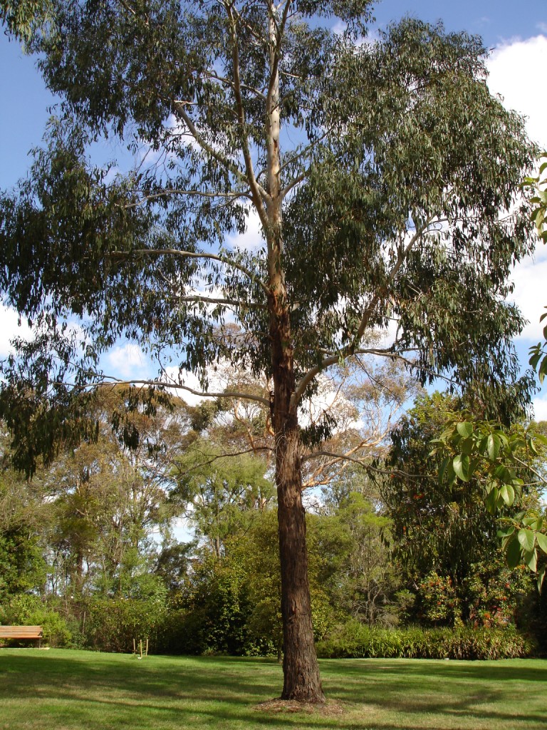 Eucalyptus ovata (Swamp Gum) (alternate view 6)