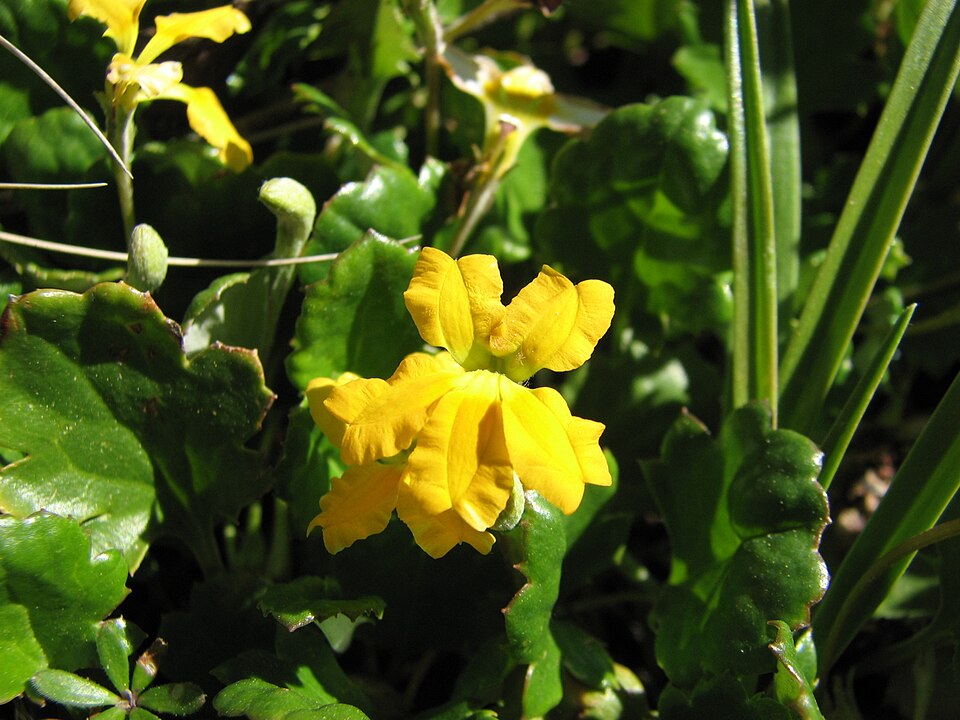 Goodenia hederacea (Ivy Goodenia) (alternate view 6)