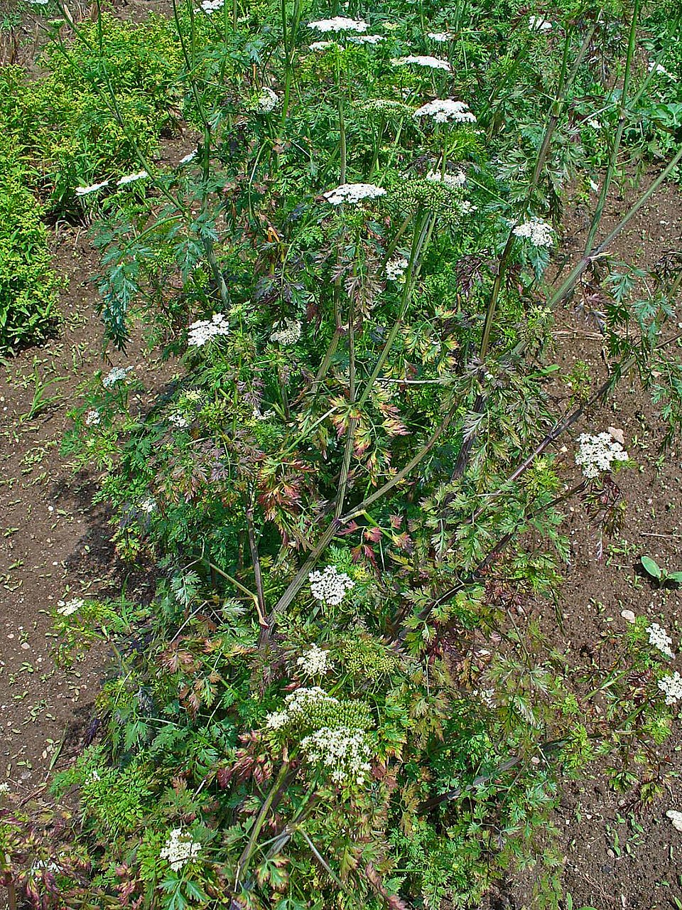 Aethusa cynapium (Fool's parsley)