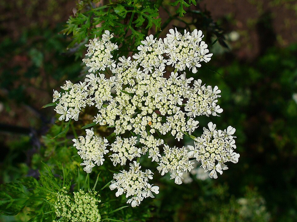 Aethusa cynapium (Fool's parsley)