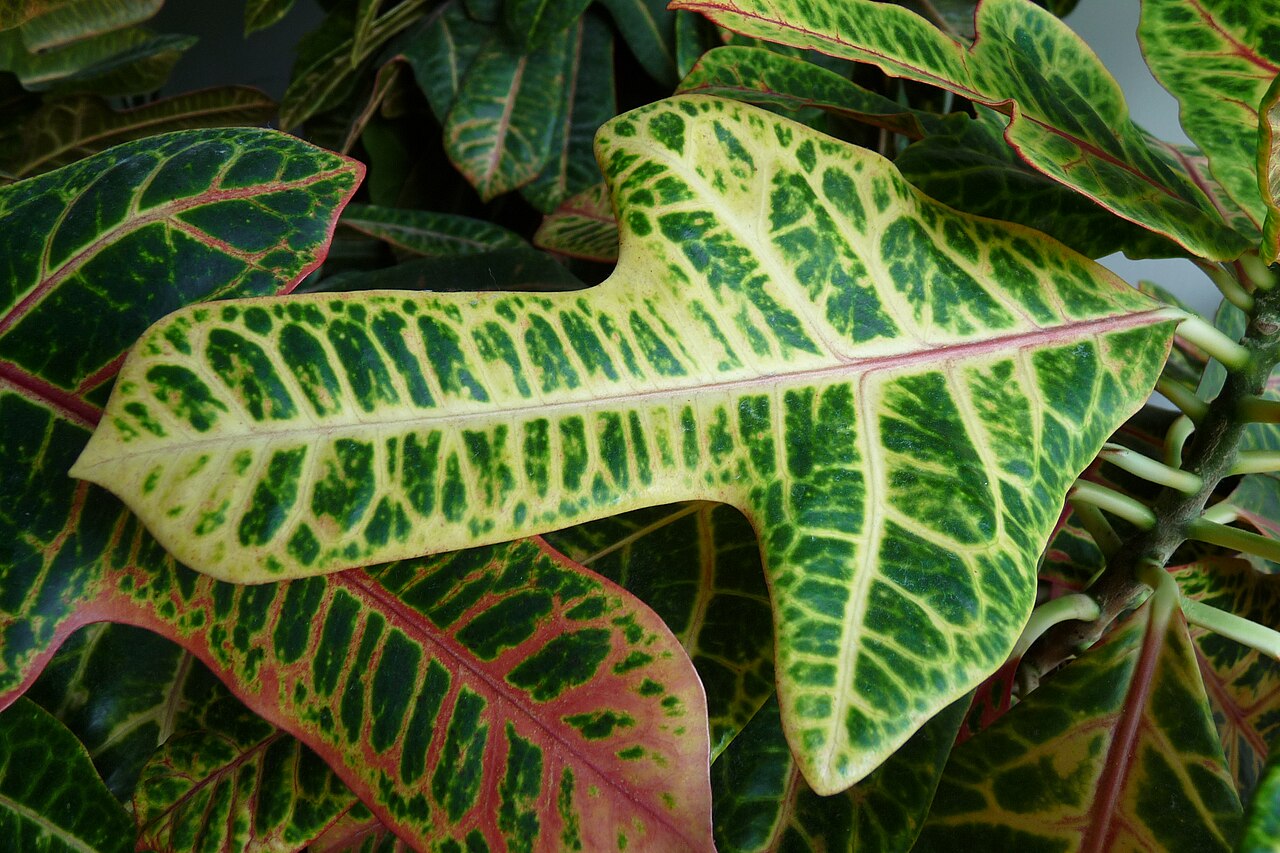 Codiaeum variegatum, Croton — upright evergreen (Euphorbiaceae) (image 3 of 10)
