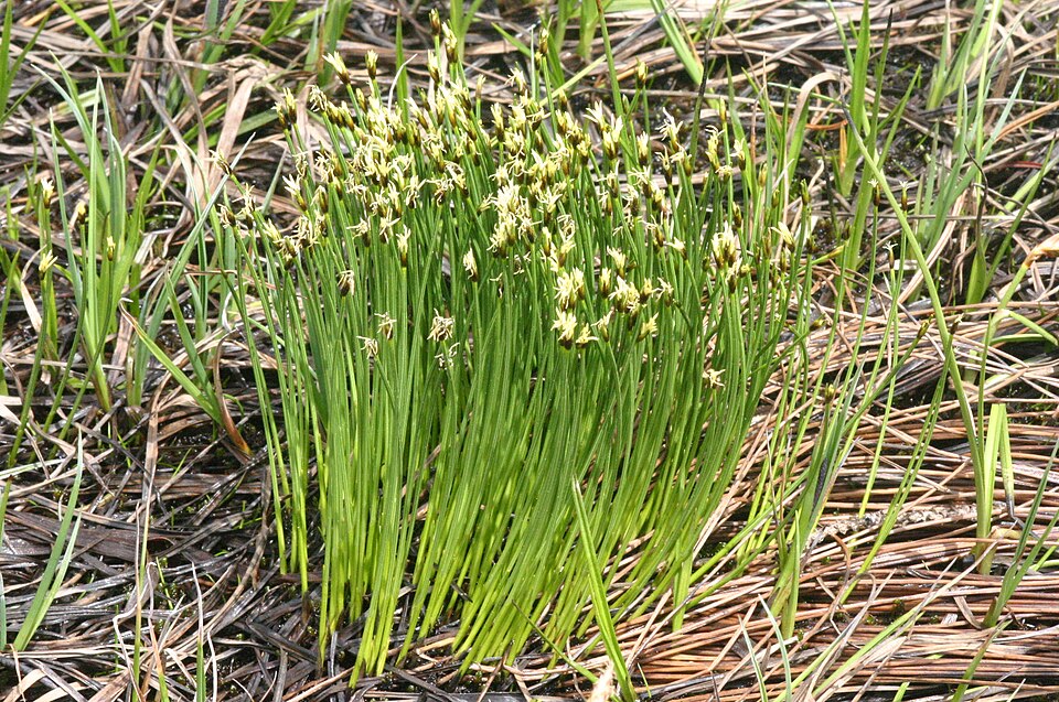 Trichophorum cespitosum (Tufted Bulrush)