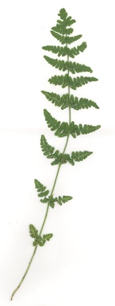 Woodsia obtusa (blunt woodsia) (alternate view 6)