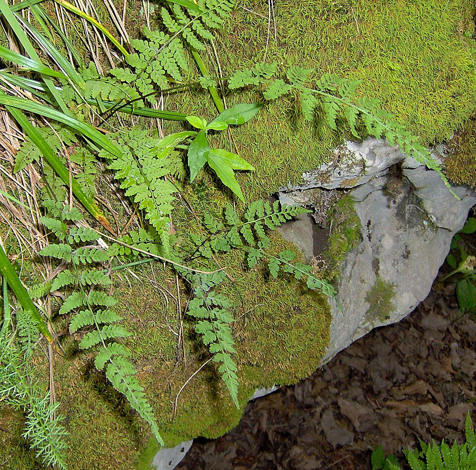 Woodsia obtusa (blunt woodsia) (alternate view 7)