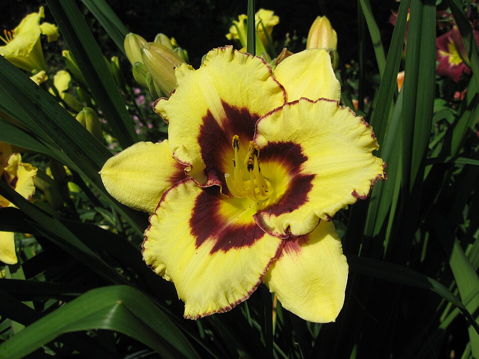 Hemerocallis 'El Desperado' (El Desperado Daylily)