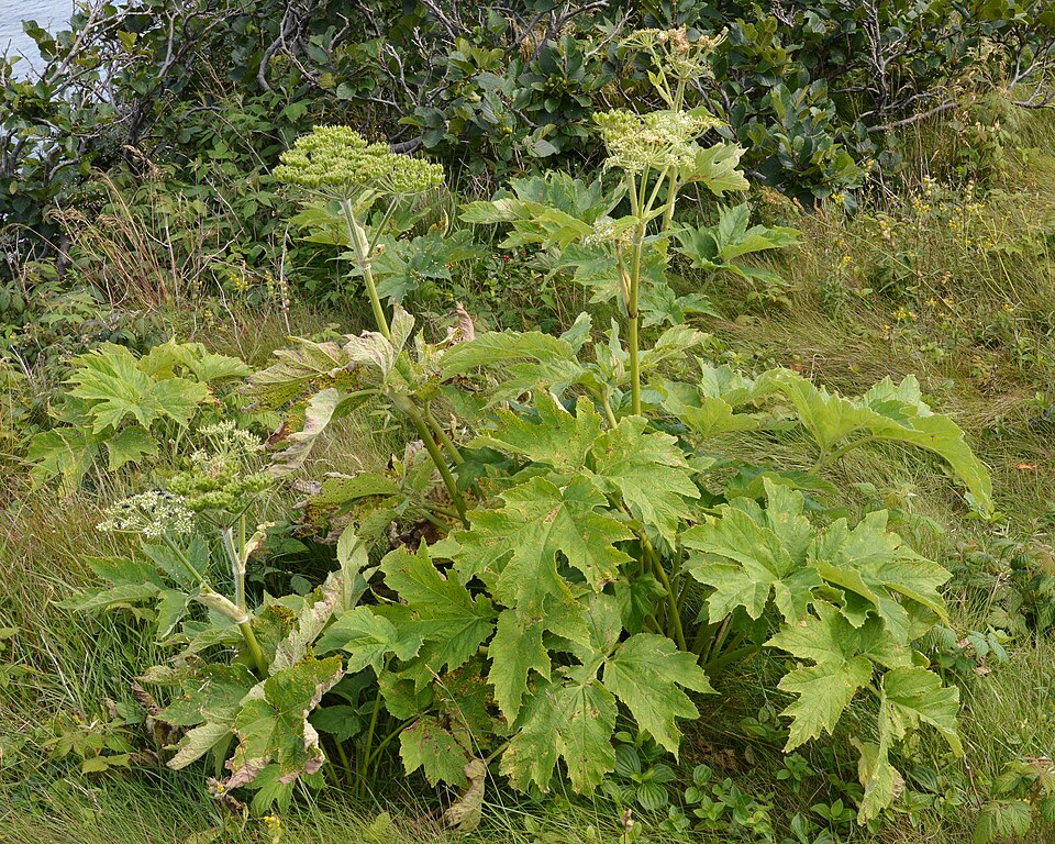 Heracleum maximum (cow-parsnip) (alternate view 9)