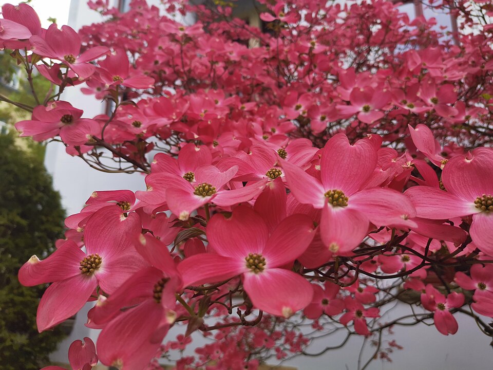 Cornus florida 'Cherokee Chief' (Cherokee Chief Dogwood) (alternate view 5)