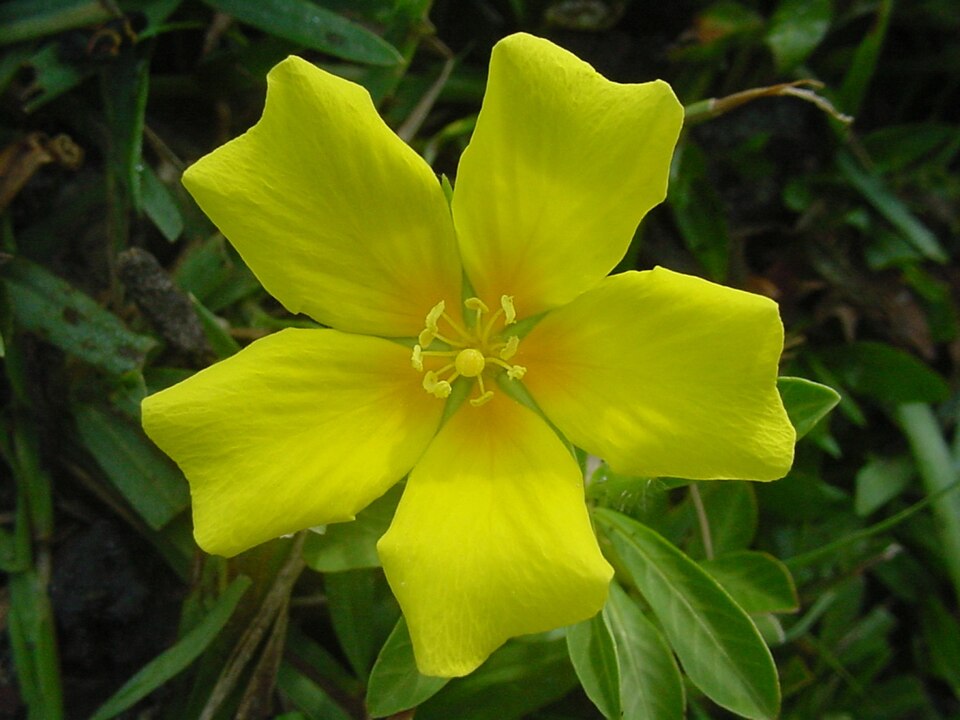 Ludwigia peploides (floating primrose-willow) (alternate view 10)