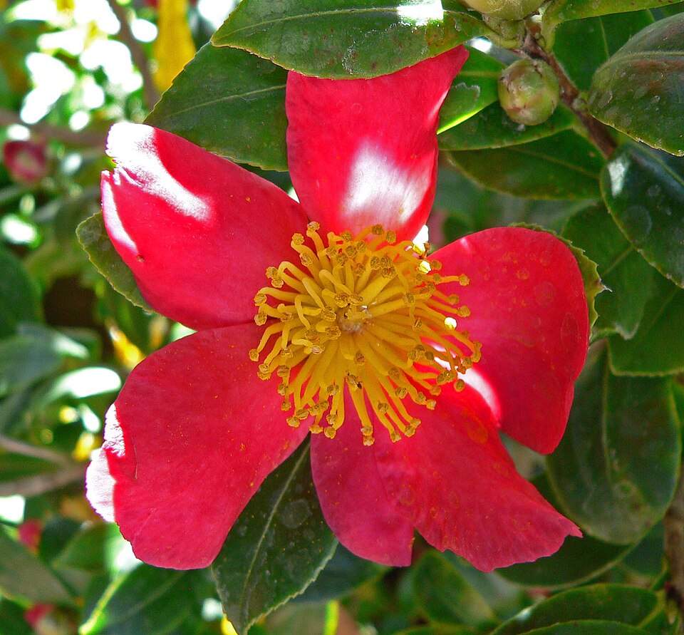 Camellia vernalis 'Yuletide' (Yuletide Camellia) (alternate view 2)