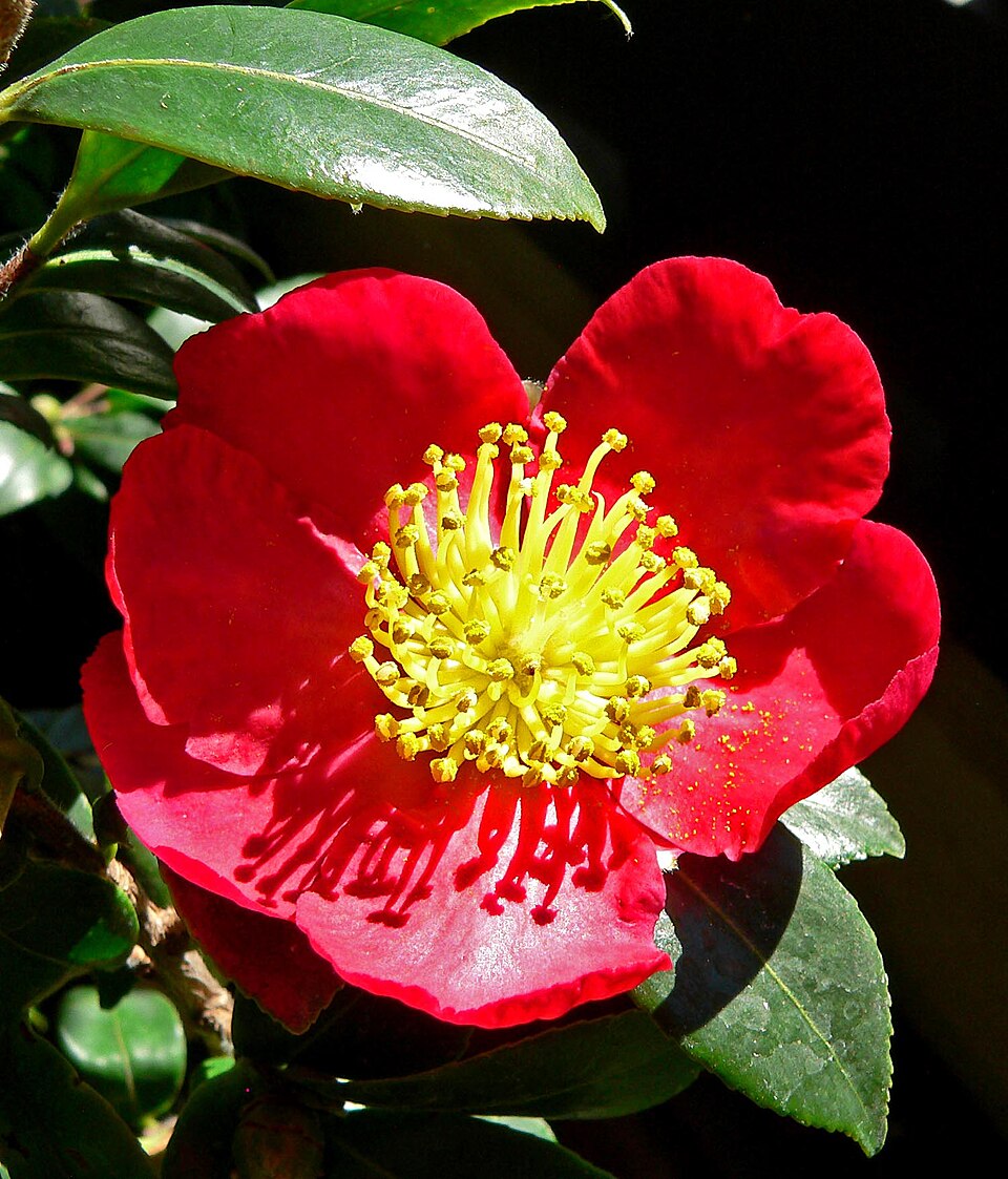 Camellia vernalis 'Yuletide' (Yuletide Camellia) (alternate view 3)