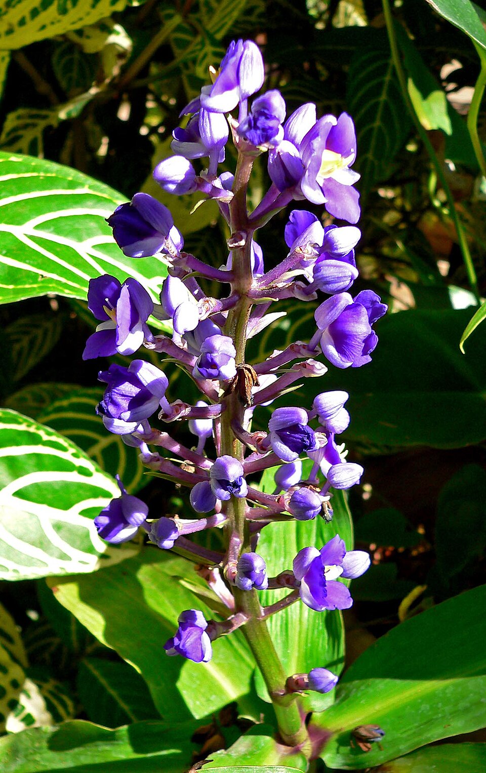 Dichorisandra thyrsiflora (Blue Ginger) (alternate view 11)