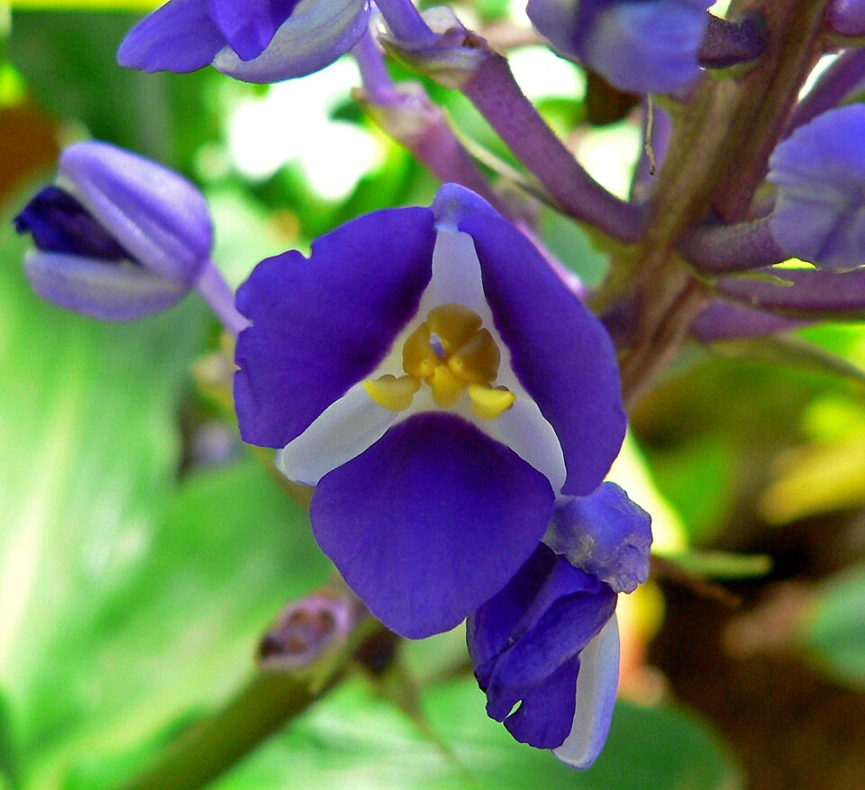 Dichorisandra thyrsiflora (Blue Ginger) (alternate view 12)
