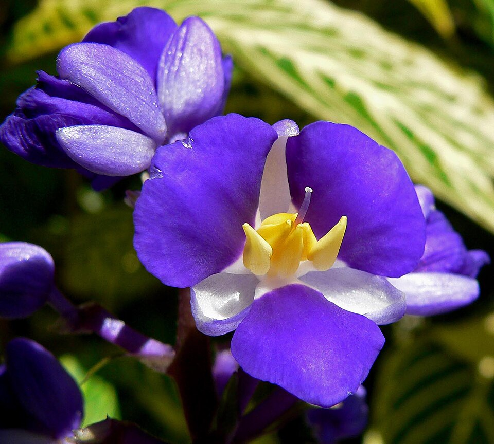 Dichorisandra thyrsiflora (Blue Ginger) (alternate view 13)