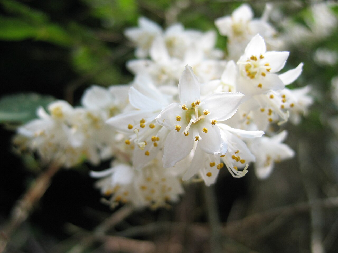 Deutzia crenata, Fuzzy deutzia — upright deciduous (Hydrangeaceae) (image 2 of 10)
