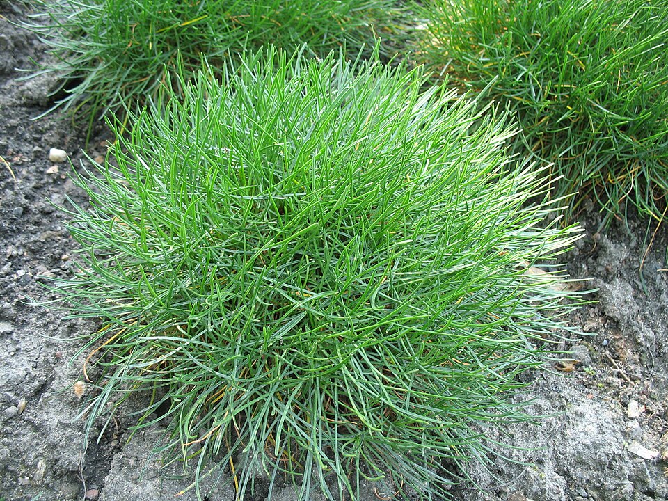 Armeria maritima (sea thift) (alternate view 3)