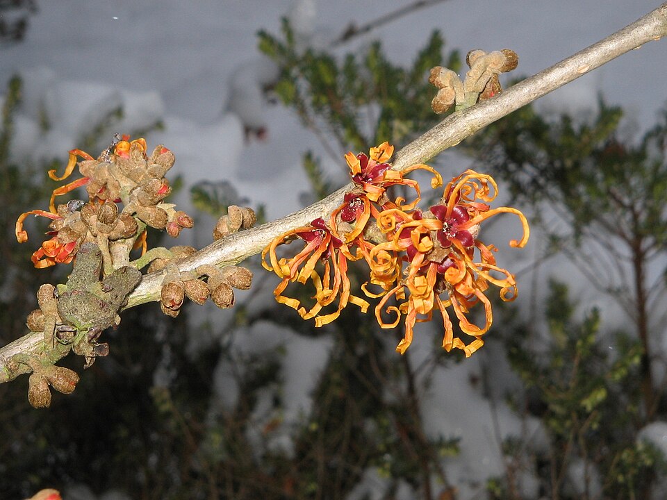 Hamamelis × intermedia 'Jelena' (Jelena Witch Hazel) (alternate view 3)