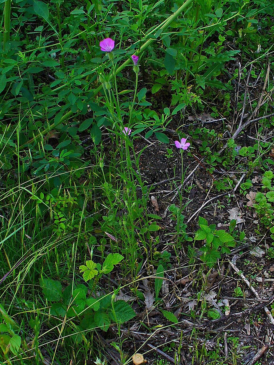 Agrostemma githago (corn cockle)