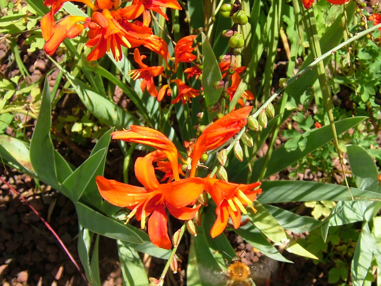 Crocosmia crocosmiiflora, Montbretia — clumping deciduous (Iridaceae) (image 6 of 10)
