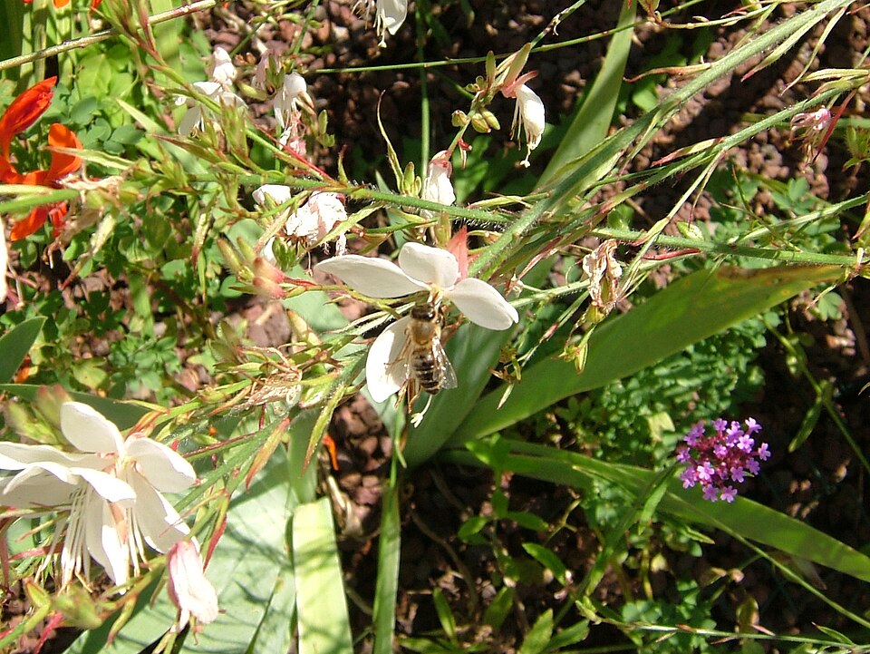 Oenothera lindheimeri (wandflower) (alternate view 10)