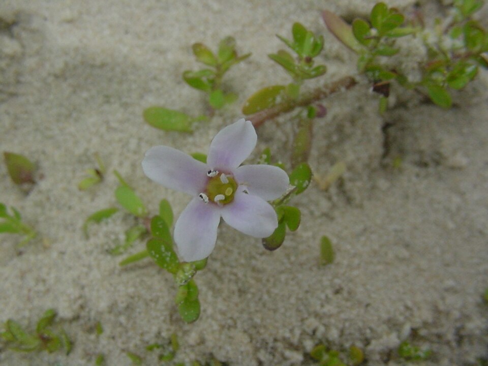 Bacopa monnieri (Herb-of-Grace)