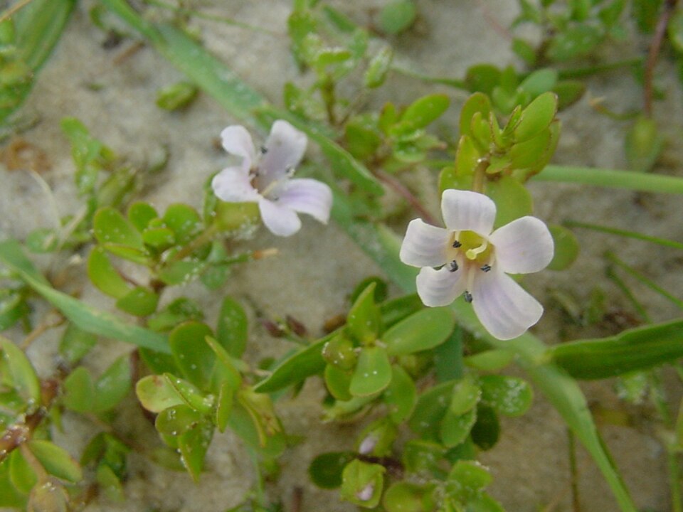 Bacopa monnieri (Herb-of-Grace) (alternate view 2)